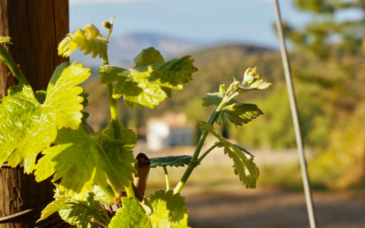 Château de Chausse La Route des Vins de Provence