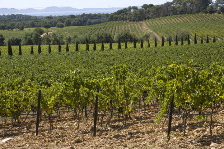 provence wine tour