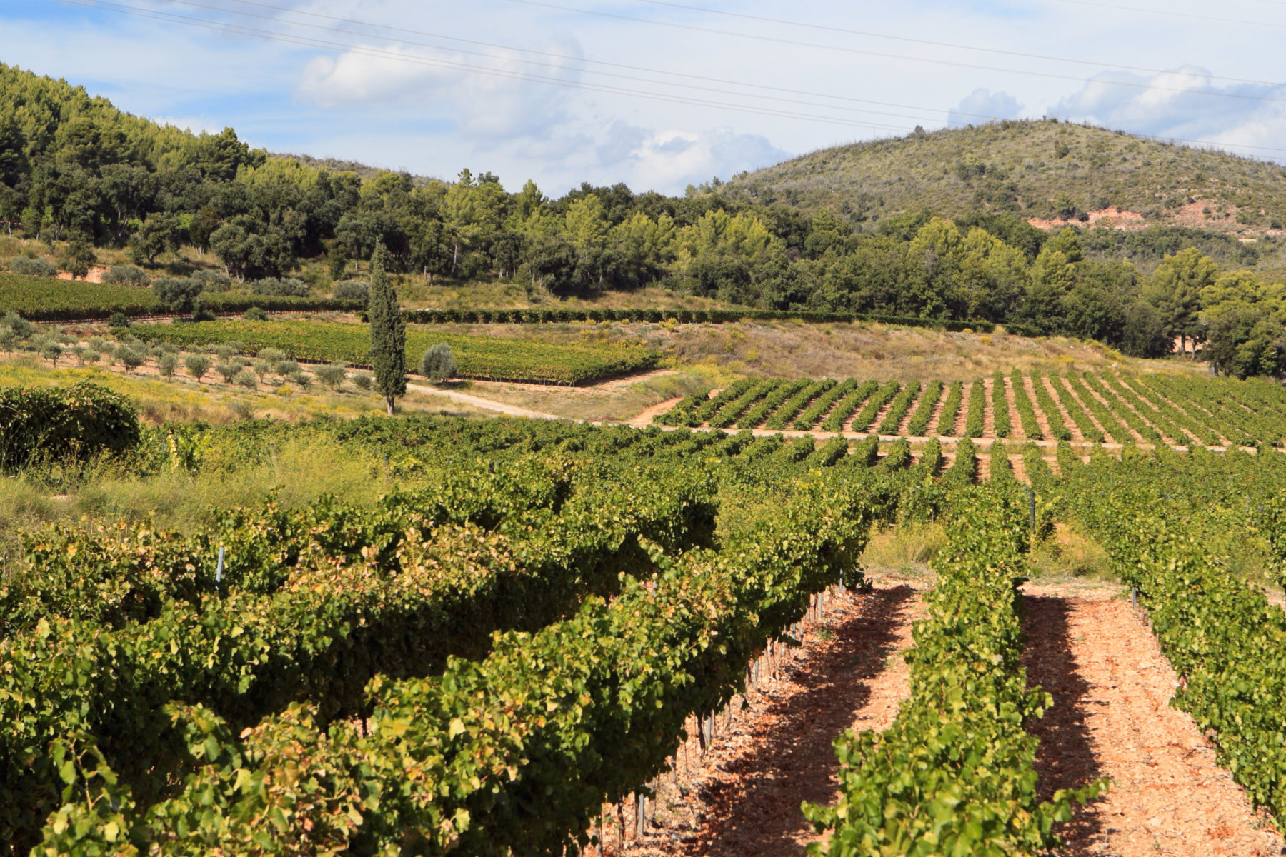 chateau d'esclans vineyard tour